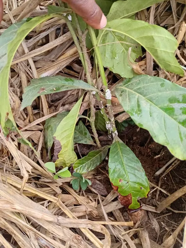 A coffee seedling from the pilot farm, with white, waxy clusters along the stems.